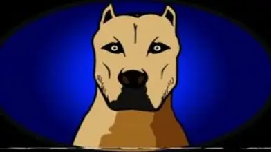 Plan cave avec un jeune étalon