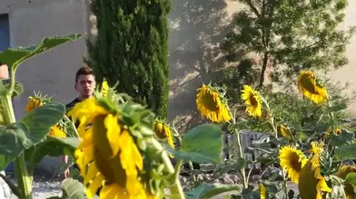 Un voyou dépucele un mec dans un champ